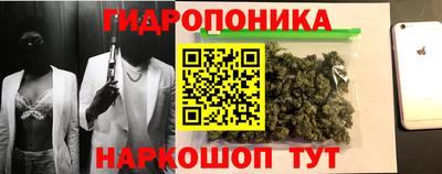 шишки Гай